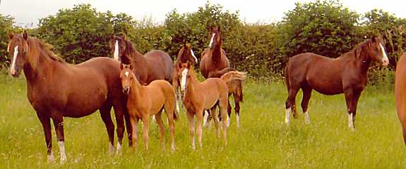 Welsh Section B mares and foals at Rotherwood